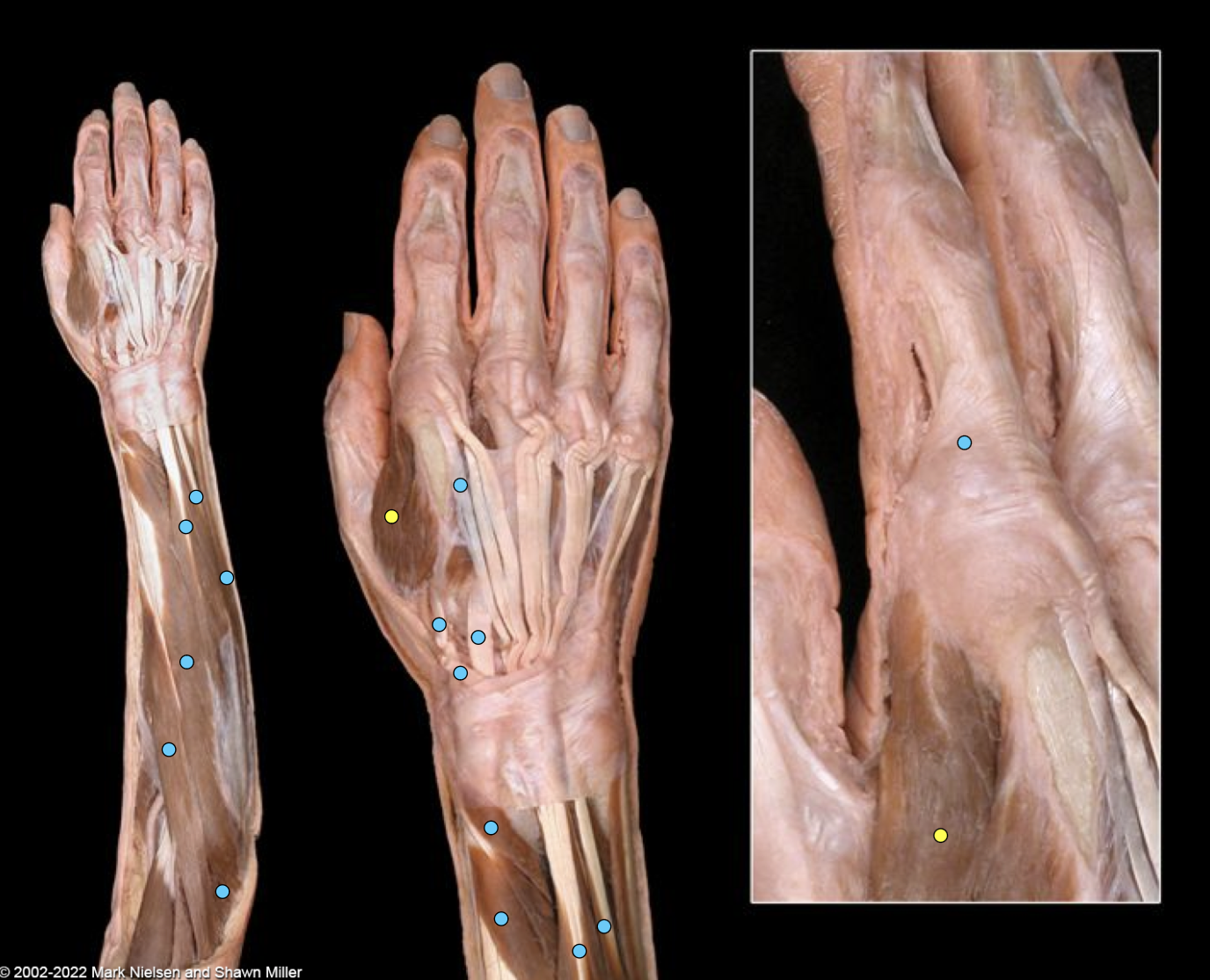 knowt flashcard image