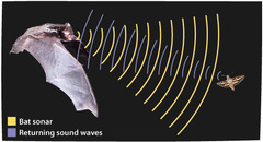 <p>the process of using reflected sound waves to find objects; used by animals such as bats</p>