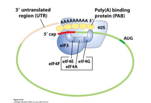 <p>eIF4E binds the cap and eIF4G is bound to PABP which binds to the poly A tail → circulizing mRNA</p><ul><li><p>good for orientation</p></li><li><p>efficient translation</p></li></ul><p>(not in bacteria)</p><p></p>