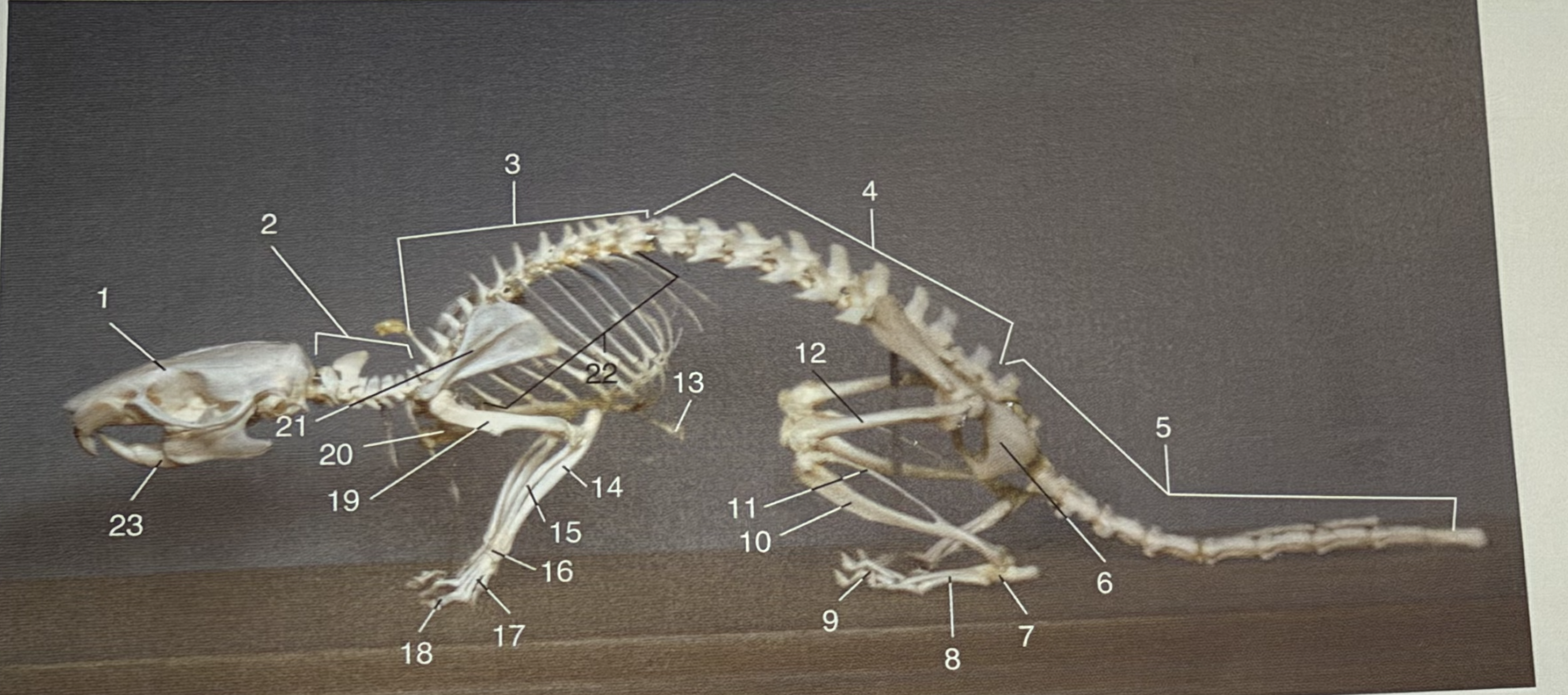 <p>what bone is #3</p>