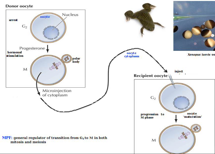 <p>Maturation Promoting Factor - general regulator of transition from G2 to M in both mitosis and meiosis</p><p>Consists of a regulatory subunit (Cyclin B) and a catalytic subunit Cdk1 (cyclin-dependent kinase)</p>