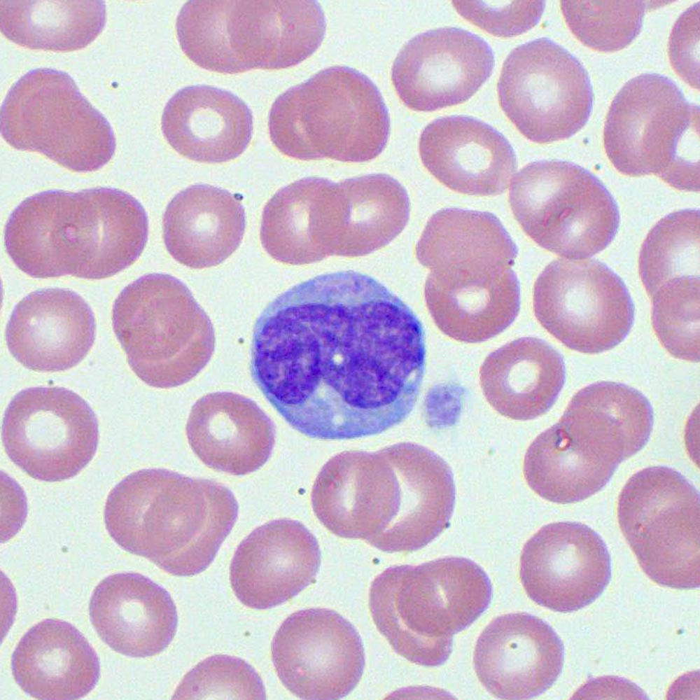 <p><span style="background-color: transparent;">The largest blood cells. They have spherical, kidney-shaped, oval, or lobed nuclei. They have a function very similar to neutrophils; they clean up debris and phagocytize bacteria. They constitute 3-9% of the leukocyte population.</span></p>