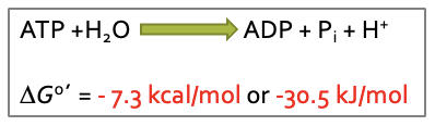 <p>endergonic reactions coupled w ATP breakdown (ATP → ADP + Pi) will favor products; or a coupling agent that links energy releasing reactions w/ energy requiring</p><ul><li><p>composed of two high energy bonds</p></li></ul><p></p>