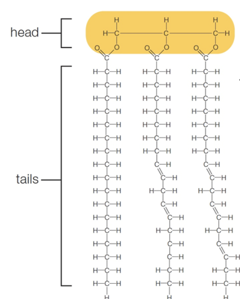 <p>These are lipids with 1,2, or 3 fatty acids bonded to glycerol (alcohol). The fatty acid attaches to a glycerol via the carboxyl group, then losing its hydrophilic properties. Ex: triglycerides and phospholipids</p>