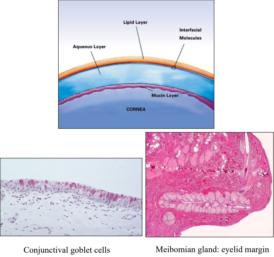 <ul><li><p><strong>lipid layer</strong> (meibomian glands of the eyelids): forms optically smooth surface & prevents evaporation</p></li><li><p><strong>aqueous layer</strong> (orbital lacrimal gland & gland of 3rd eyelid): provides nutrients & Ig to the avascular cornea</p></li><li><p><strong>mucous layer</strong> (goblet cells of the conjunctival epithelium): adsorbs aqueous layer to corneal epithelium</p></li></ul><p></p>
