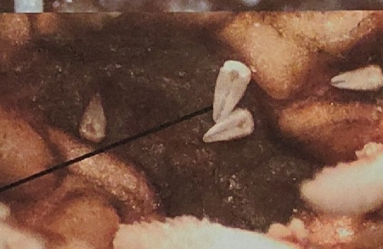 <p>what is being pointed to on this sea star</p>