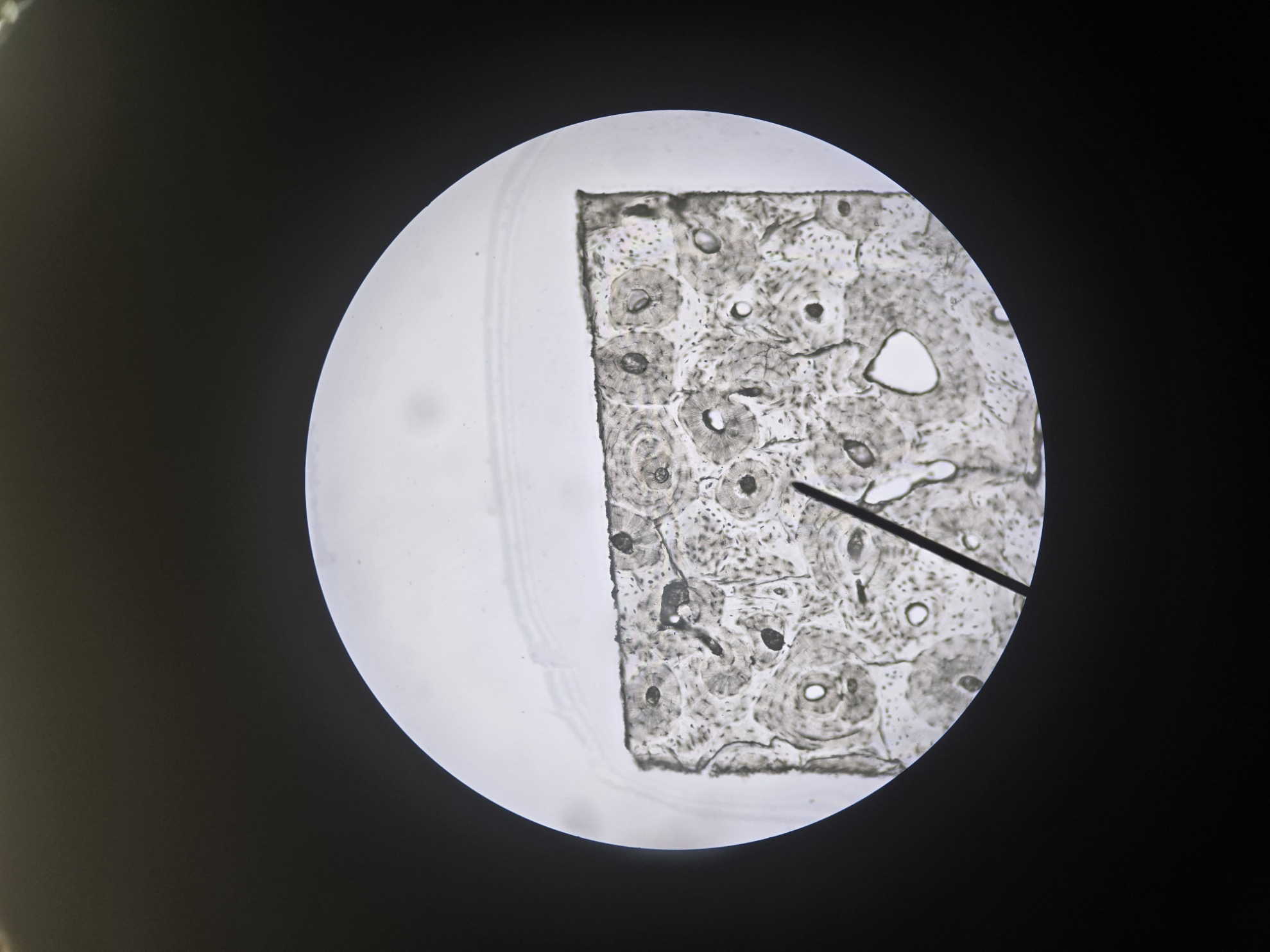 <p>Name Tissue Layer, Be Specific</p>