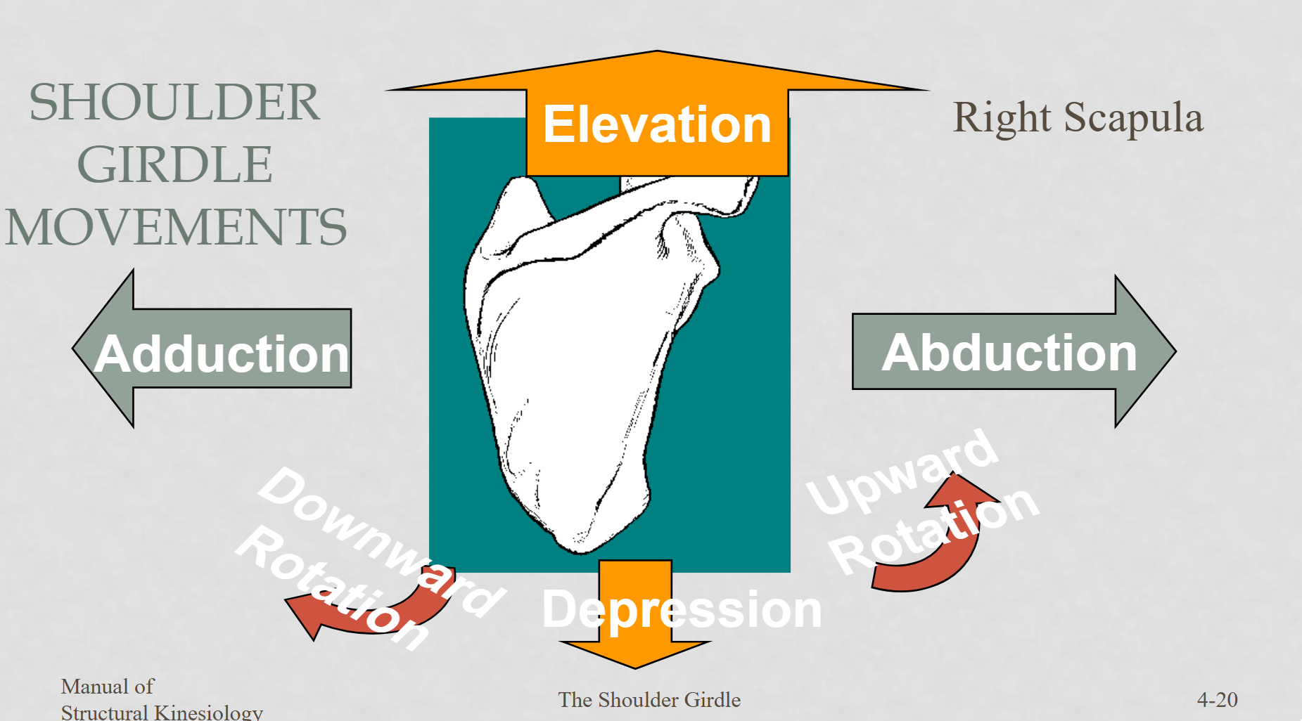 <p>frontal plane: upward/downward rotation</p><p>frontal plane: translation (elevation and depression) </p><p>transverse plane: protraction and retraction (abduction = protraction; adduction = retraction) </p>
