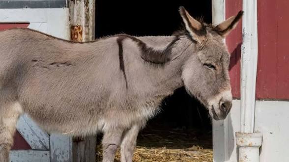 <p>Un burro</p><p>Vi un burro en el zoológico</p>