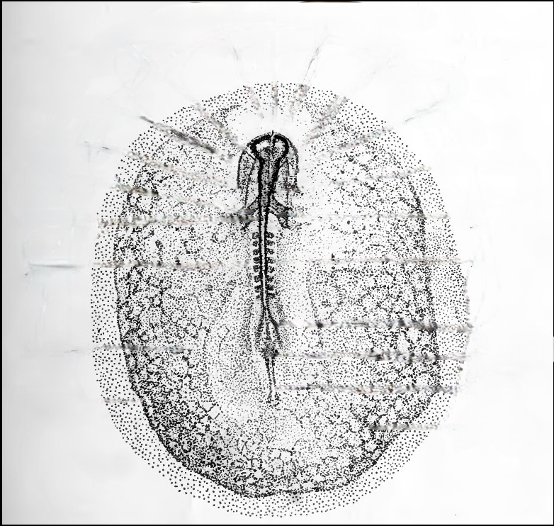 <p><span>Be able to recognize and label somites on a developing embryo</span></p>