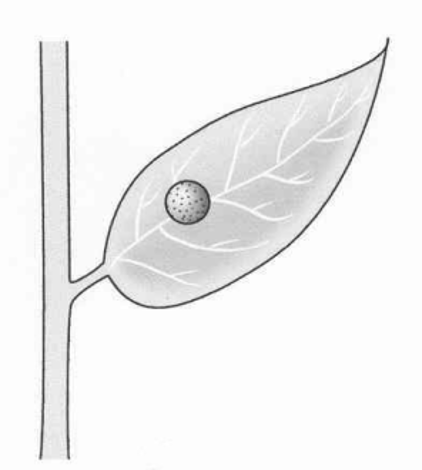 <p>Identify the type of fungicide based on mobility in a plant: contact or systemic</p>