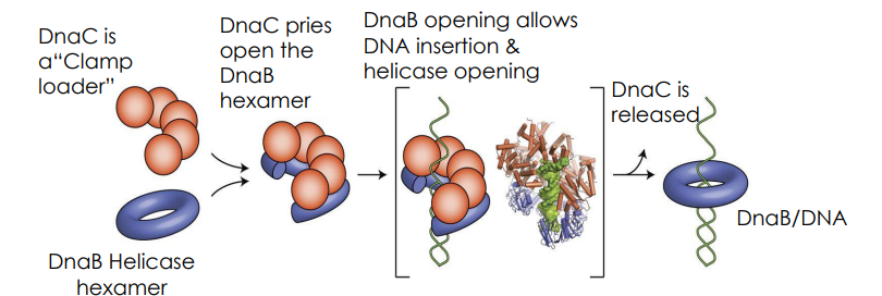 <p>Hexamers of DnaB create a helicase. Mechanical movement supplied by ATP hydrolysis moves the helicase into the replication fork, forcing the two DNA strands apart in the process.</p>