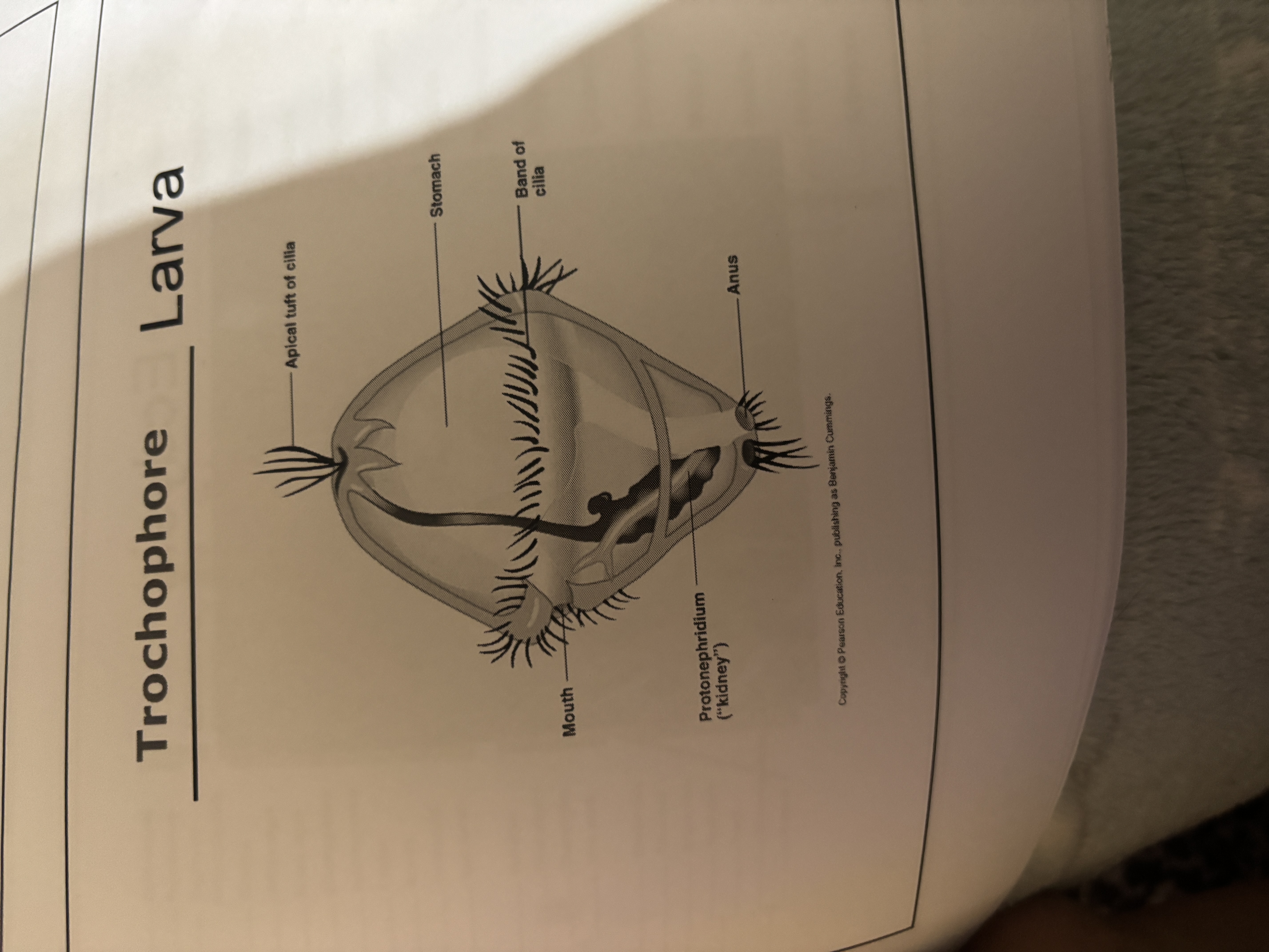 knowt flashcard image