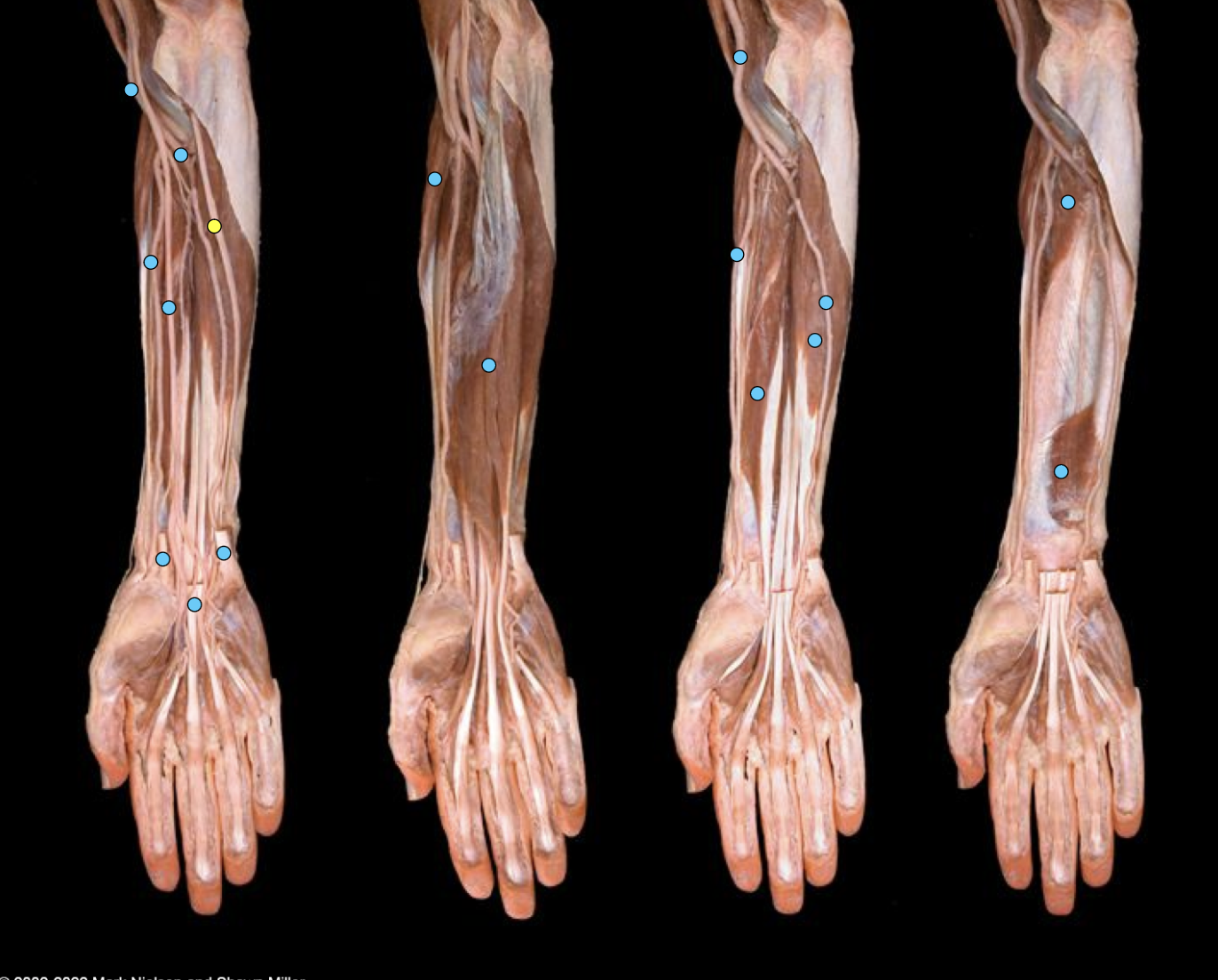 knowt flashcard image