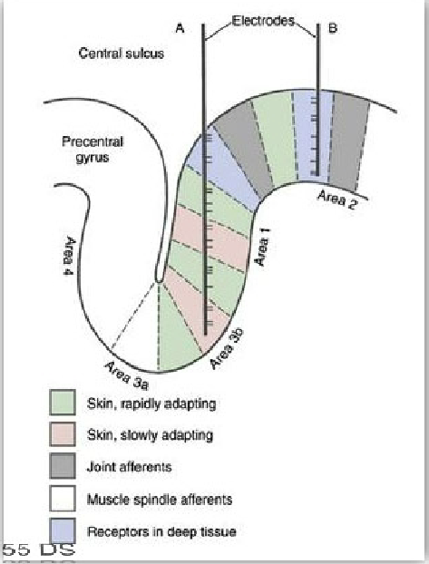 <ul><li><p>A seconds vertical pattern of organization —> demonstrated physiologically</p></li><li><p>Exemplified via primary somatosensory cortex. </p></li></ul><p></p>