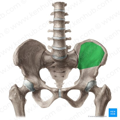 <p>Name this bone</p>