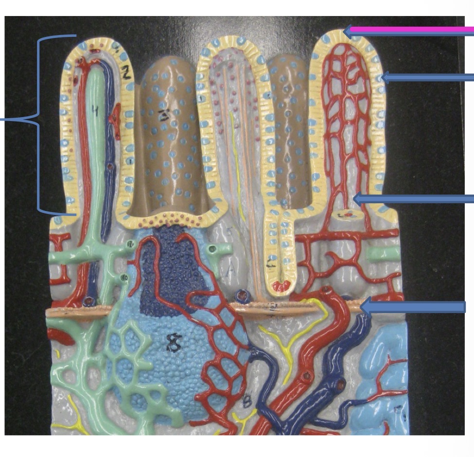knowt flashcard image