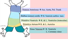 <p>divides and gives rise to ascending aorta and pulmonary trunk</p>