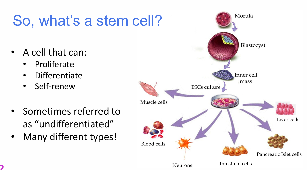 <p>What three properties define a stem cell?</p>
