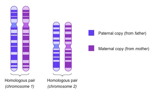 <p>-A pair of chromosomes with similar length, and genes in similar locations </p><p>-One inherited from the father and one inherited from the mother </p><p></p>