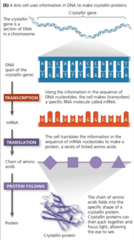 <p>Information in gene directs the production of a cellular product </p><p>NOTE:</p><p> - Protein-encoded genes control protein production using mRNA</p><p> - Nucleotides are transcribed into mRNA and then into a chain of amino acids</p><p> - Once completed they form protein</p>