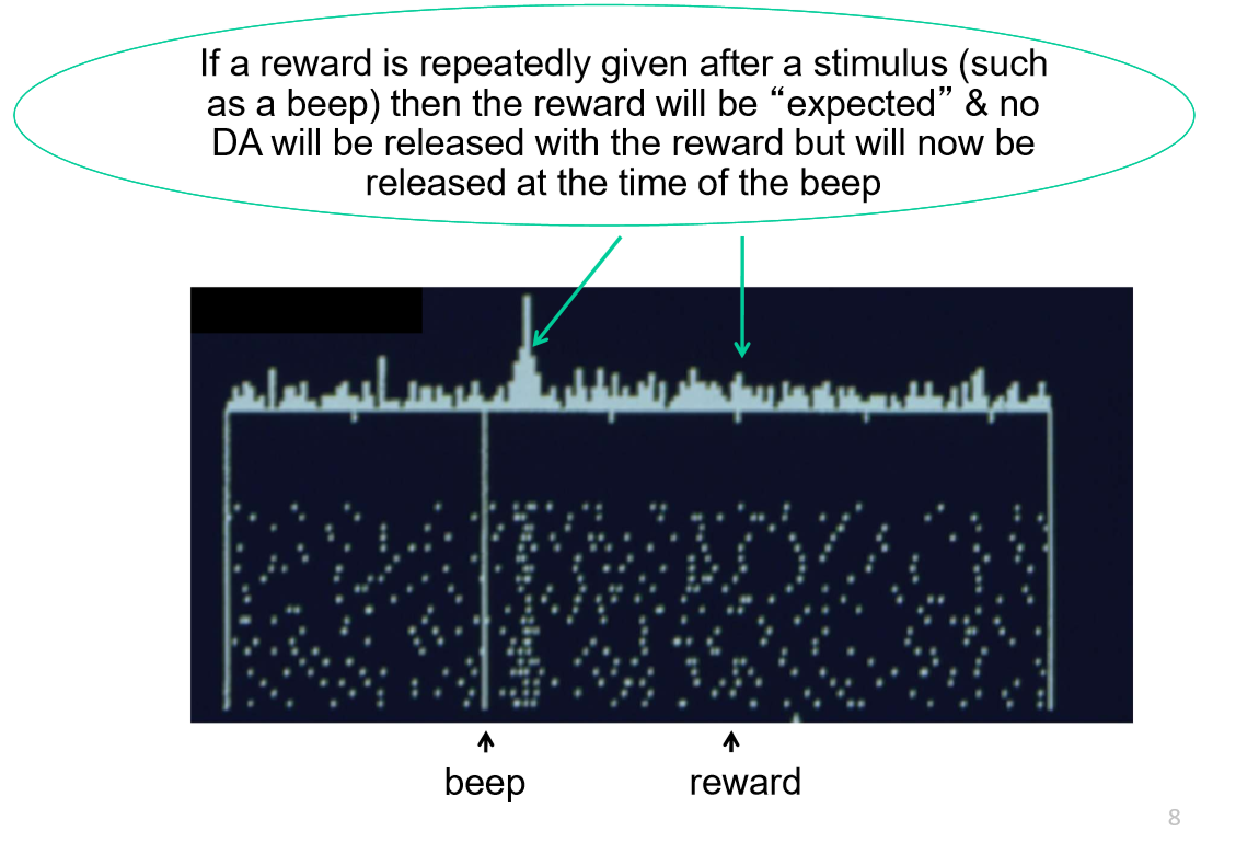<ul><li><p>Reward is repeatedly given after a stimulus â reward becomes expected â no DA is released w/ reward</p></li><li><p>DA is eventually released with the stimulus; <em>anticipation</em> of a reward</p></li></ul><p></p>