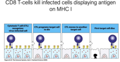 <p>specific additional molecules on it</p><p>CD8 is a protein on killer cells</p><p>important because kills infected cells displaying antigens on MHC I</p><p>viruses replicate in cytosol and MHC I pressents antigens from cytosol</p>