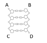 <p>Above is a diagram of two complementary strands of DNA. Based on the diagram, which end is identified correctly? </p>