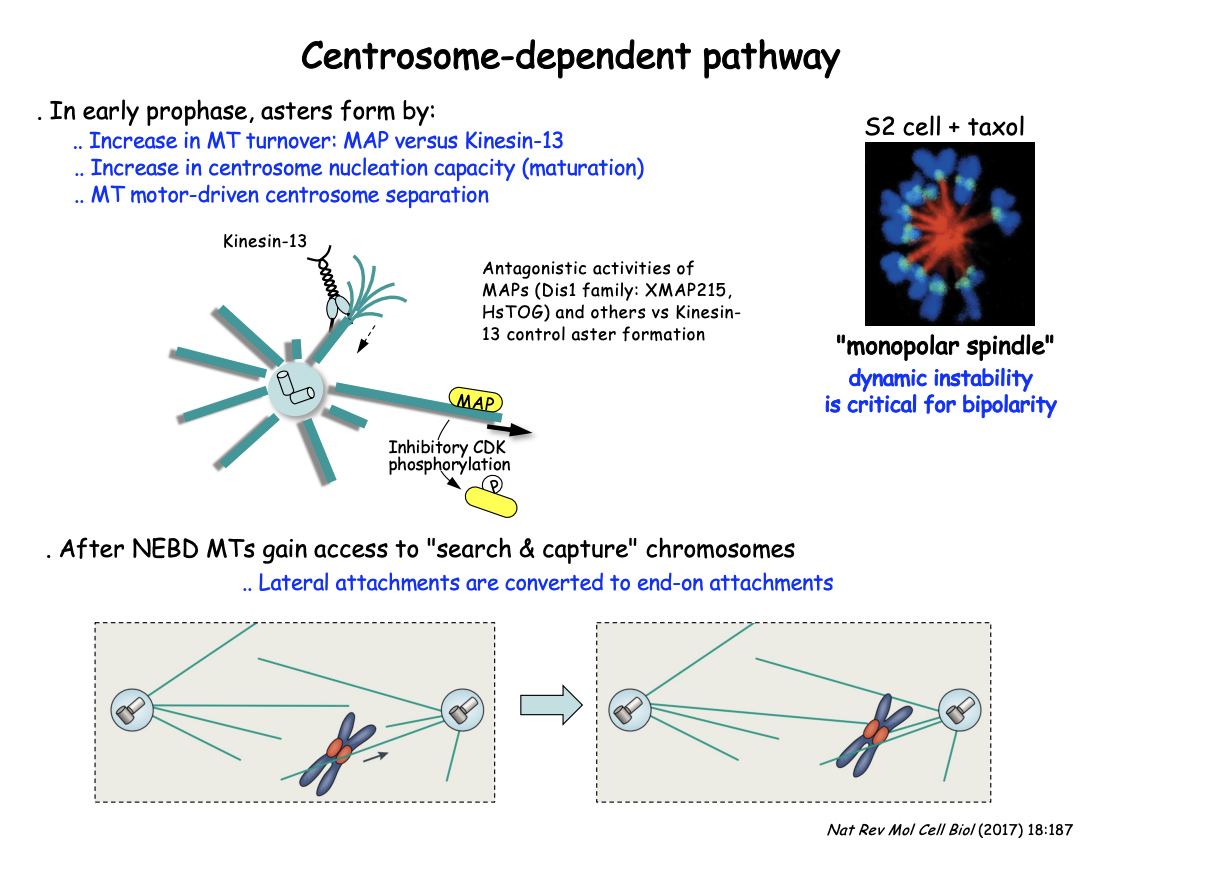 <p>Exposing MTs to mitotic vs interphase cell extracts</p><ul><li><p> to measure the ensuing MT dynamics</p></li><li><p>EXP: Add MT stabilising compound <strong>Taxol</strong></p></li><li><p>RESULT: Prevents bipolarity </p><ul><li><p> centrosomes fail to separate leading instead to the cell assembling a ‘mono-polar’ spindle</p></li></ul></li><li><p>SUGGESTS: shows the critical role of MT dynamics and turnover throughout this pathway</p></li></ul><p></p>