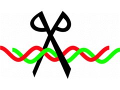 <p>cut and inactivate invading viral DNA at specific sites</p>