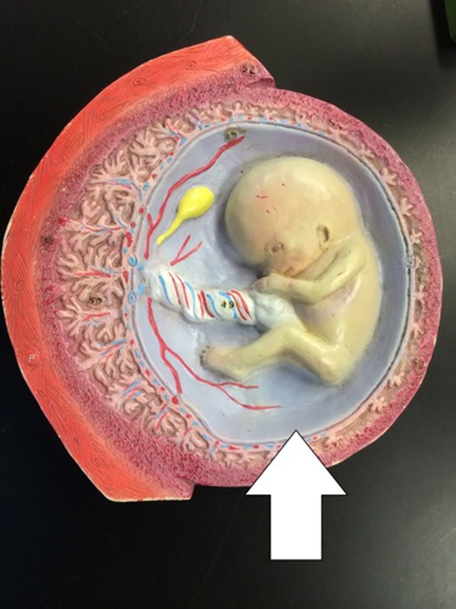 <p>Membrane derived from epiblast that surrounds the embryo in amniotic fluid.</p>