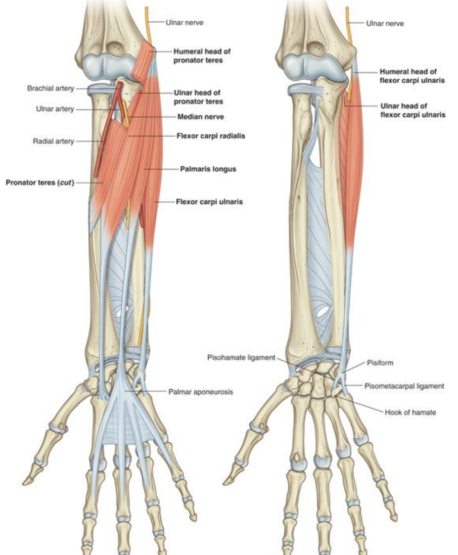 <p><strong>Anterior forearm (superior)-</strong> Pronator teres</p>