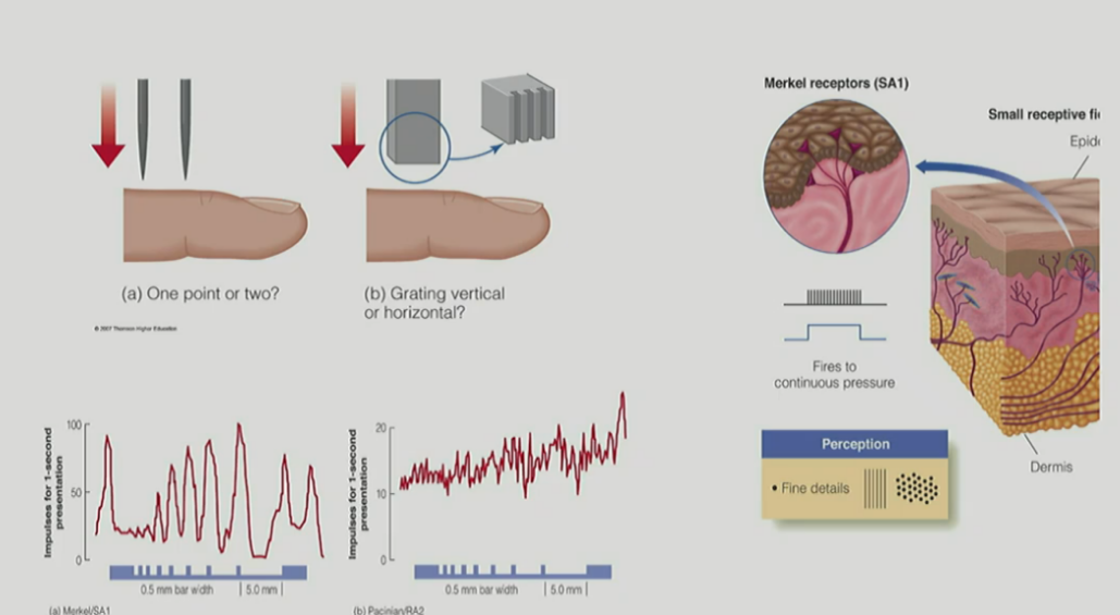 <p>tactile acuity - perception of fine (spatial) details from touch</p><ul><li><p><strong><u>two-point threshold</u></strong> - minimum separation needed b/w 2 points to perceive them as 2 units</p></li><li><p><strong><u>grating acuity</u></strong> - placing a grooved stimulus on the skin &amp; asking the participant to indicate the orientation of the grating</p></li></ul><p>__</p><p>two-point threshold:</p><ul><li><p>ex: if pencil is touching two areas on the skin close together → <u>may not</u> be able to distinguish it as 2 units</p></li><li><p>ex: if <u>touching two areas further apart</u> from e/o → <u>can </u>perceive it as 2 units</p></li></ul><p>grating acuity:</p><ul><li><p>the <u>closer the grooves are to e/o</u>, the <u>harder </u>it is to tell that it’s 2 units </p></li><li><p>(&amp; can get to the point where you are unable to tell that it is a grating WHEN the grooves get really close to e/o)</p></li></ul><p>____</p><p><strong><u>tactile acuity thresholds are determined by Merkel receptors (SA1)</u></strong></p><ul><li><p>(b/c it perceives/is sensitive to “<u>fine details</u>”)</p></li></ul><p></p>