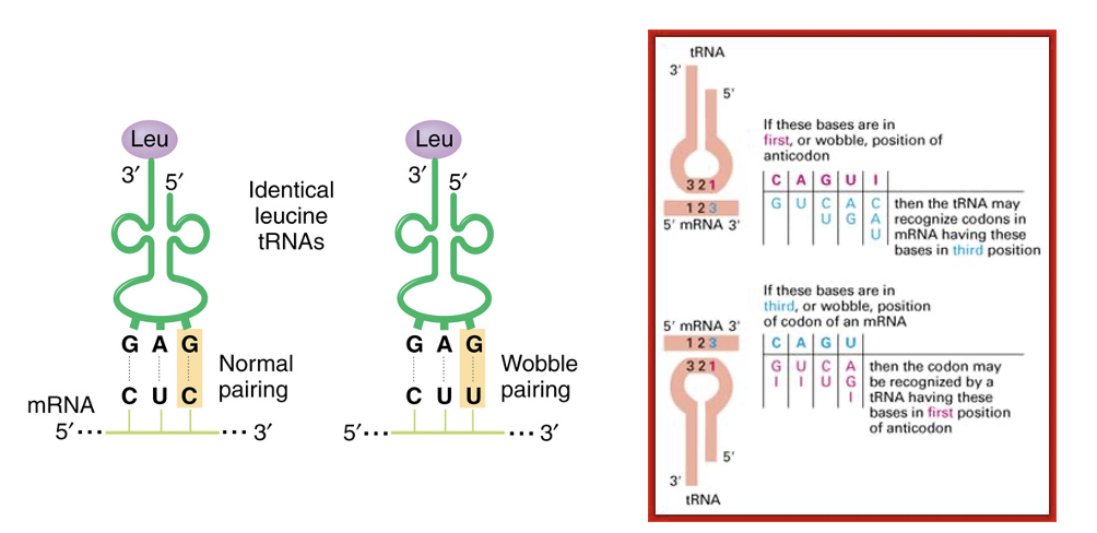 <p><span>Wobble codon-anticodon interactions are up to 3-fold less efficient compared to those using only Watson-Crick interactions</span></p><ul><li><p><span>The third base on the codon is less important than the first two and allows for non-Watson-Crick base-pairing (rules for wobble interactions are shown to right and sometimes involve an inosine (I) in the 1<sup>st</sup> position of the tRNA anticodon)&nbsp;</span></p></li></ul><p></p>
