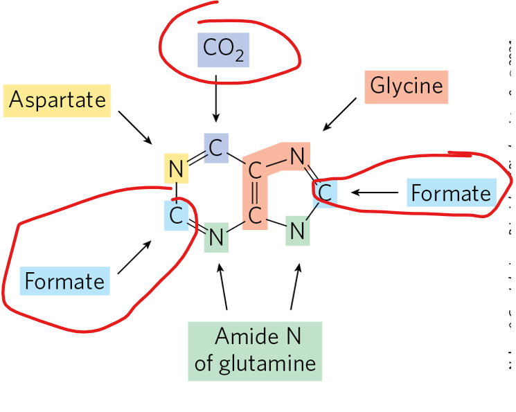 <ul><li><p>The purine synthesis pathway is long, involving many intermediate steps before the first complete purine nucleotide, <strong>inosine monophosphate (IMP)</strong>, is formed.</p></li><li><p>In the early steps, PRPP is <strong>aminated by glutamine</strong>, adding the first nitrogen, followed by the addition of atoms from glycine, formyl-tetrahydrofolate, and other donors to progressively build the two-ring purine structure</p></li></ul><p></p><p>We are going to individually repeat the 3 main takeaways:</p><ol start="3"><li><p>How are <strong>single carbon units</strong> added</p></li></ol><p></p>