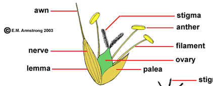<p>floral formula of poaceae</p>