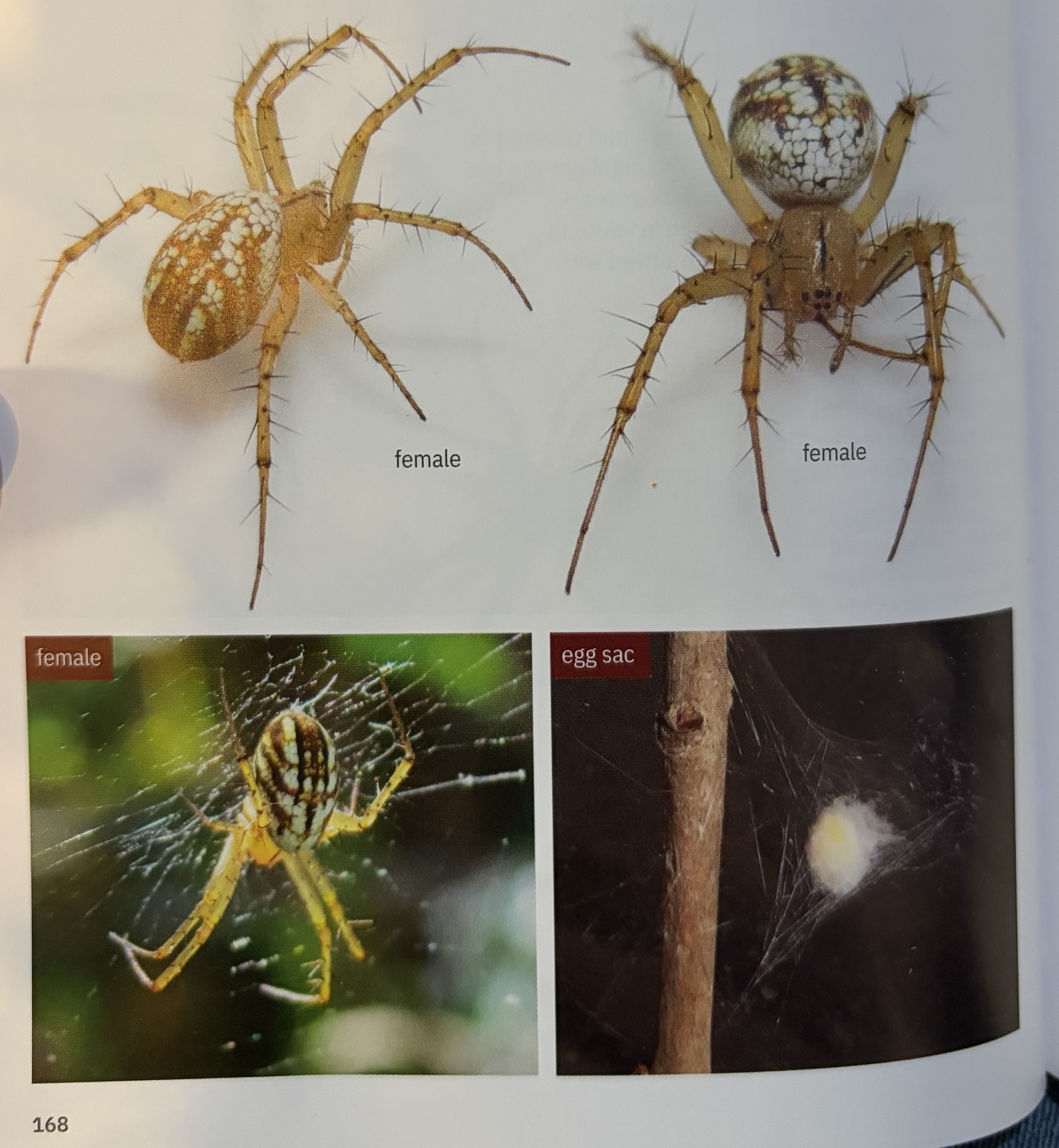 <p>Mangora gibberosa - “lined orbweaver”</p><p>family: Araneidae</p>