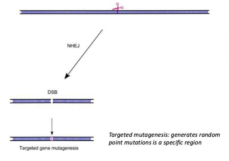 <p>Random indels can be introduced at the targeted site. </p><p>This technique is often used to generate LOF mutations. This relies on cutting the gene in a place where a random indel is likely to disrupt function</p>