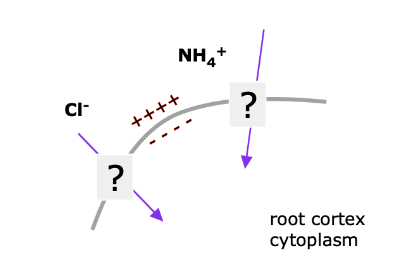 <p>Which ion <em>could </em>be moving through HATS, given greater concentration in the soil water (outside)?</p>