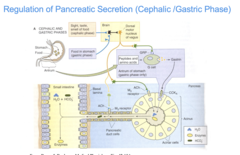 <p>1. both the sight of food (cephalic) and food in the stomach (gastric) trigger the release of Gastrin from G cells in the stomach. </p><p>2. Gastrin can act on CCKa on acinar cells, so it can activate pancreatic secretion using the same receptor as CCK. CCK stimulates pancreatic acinar cell secretion.</p>
