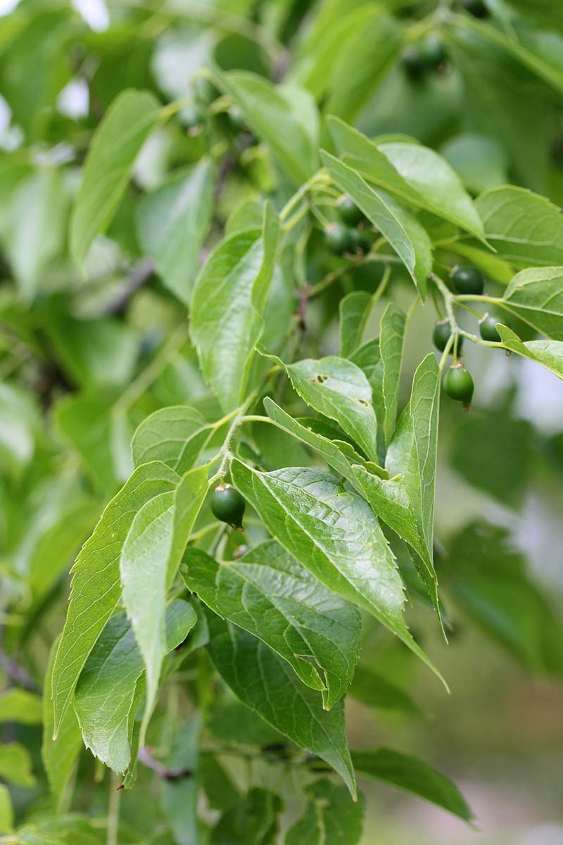 <p>A deciduous tree in the family Cannabaceae commonly known as Hackberry.</p>