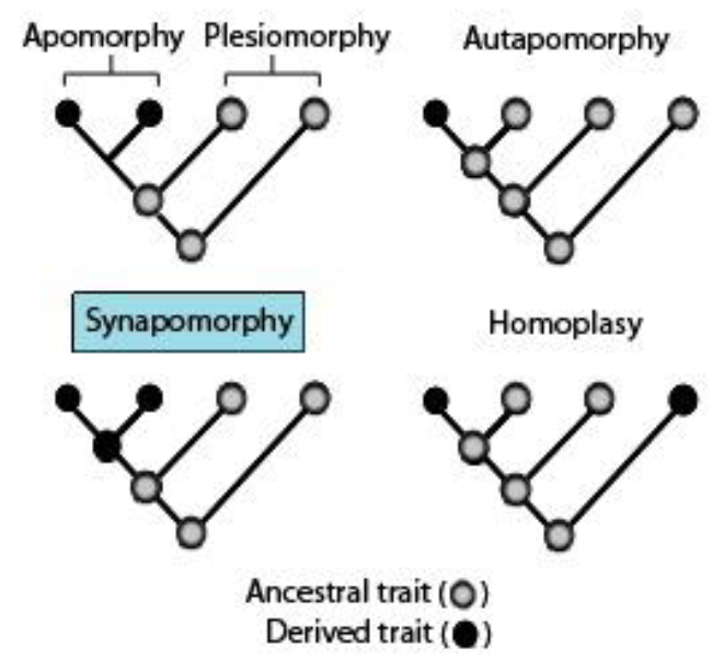 <p><span style="background-color: transparent;">Ancestral vs. Derived Traits, Synapomorphies</span></p><ul><li><p><span style="background-color: transparent;">Apomorphy: <strong>Derived trait&nbsp;</strong></span></p></li><li><p><span style="background-color: transparent;">Plesiomorphy: <strong>Ancestral trait inherited from earlier ancestors&nbsp;</strong></span></p></li><li><p><span style="background-color: transparent;">Autapomorphy: <strong>Derived trait unique to a single lineage&nbsp;</strong></span></p></li><li><p><span style="background-color: transparent;">Synapomorphy: <strong>Shared derived trait&nbsp;</strong></span></p></li><li><p><span style="background-color: transparent;">Homoplasy: <strong>Similarity not due to shared ancestry&nbsp;</strong></span></p></li></ul><p>Which is <span style="background-color: transparent;">most important&nbsp;and used to identify monophyletic groups? <strong>Synapomorphy</strong></span></p>