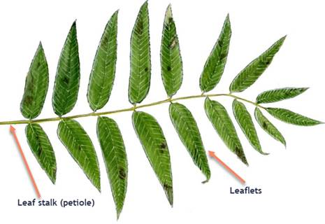 <p>Leaf type</p>
