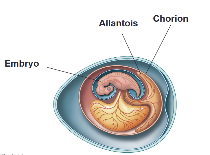 <p>exchanges gases between embryo and air. O2 and CO2 diffuse freely though the egg shell</p>