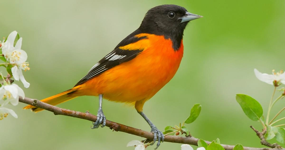 <p>Baltimore Oriole </p>