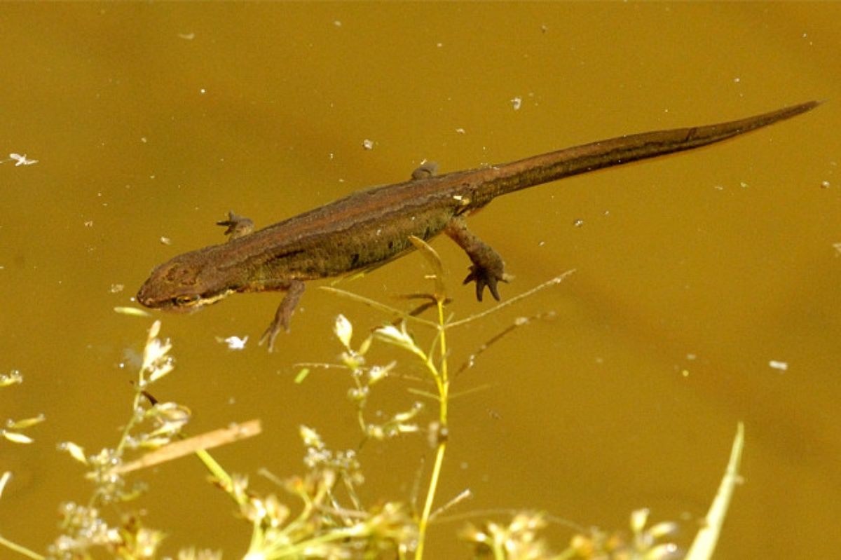 <p><span>Habitualmente ocupa charcas, tanto naturales como artificiales, abrevaderos, lagunas y lagunillas, pozas, embalses, depósitos de agua, remansos y meandros, etc.</span></p><p><span>Carnívora. Depredadora de pequeños invertebrados</span></p>