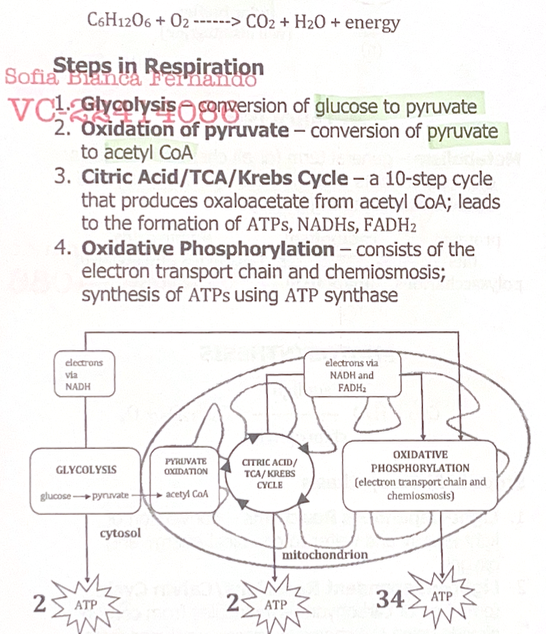 <p>Catabolic: Using glucose to produce ATP (Adenosine triphosphate) (main energy carrying molecule used by all cells, necessary in all functions)</p><p>Glucose, ATP, NAD+ → ATP, H2O</p><p>Stages: Glucolysis, Oxidation of pyruvate, Citric Acid/TCA/Krebs Cycle, Oxidative Phosphorylation</p>