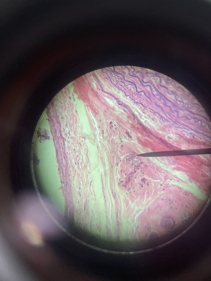 <p>structure name</p>