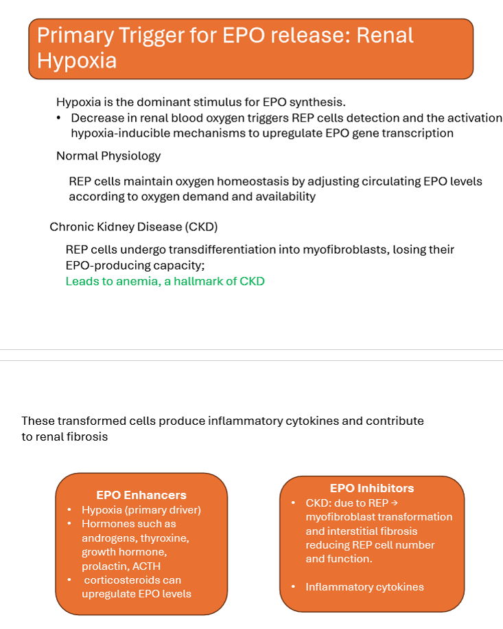 <p>Erythropoietin</p>