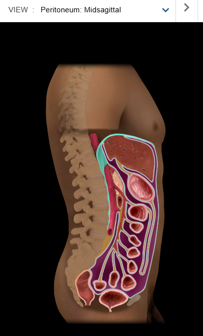 <p>Diaphragm</p>